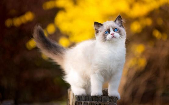 猫咪的十大坏习惯,猫咪十大常见病和预防方法