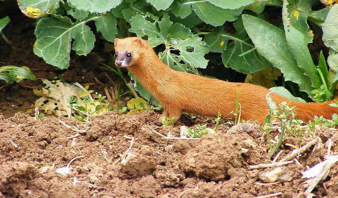 养殖黄鼠狼前景怎么样,黄鼠狼养殖有什么前景