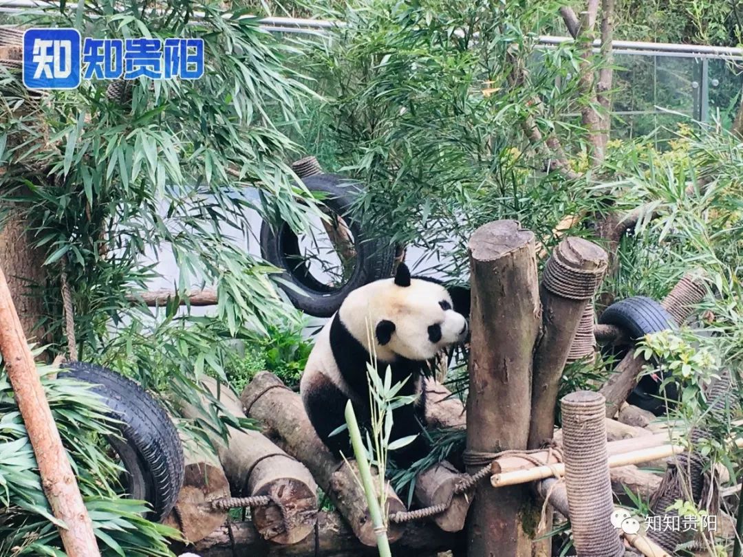 黔灵山公园熊猫馆五一节,贵阳市黔灵山公园熊猫馆开放时间