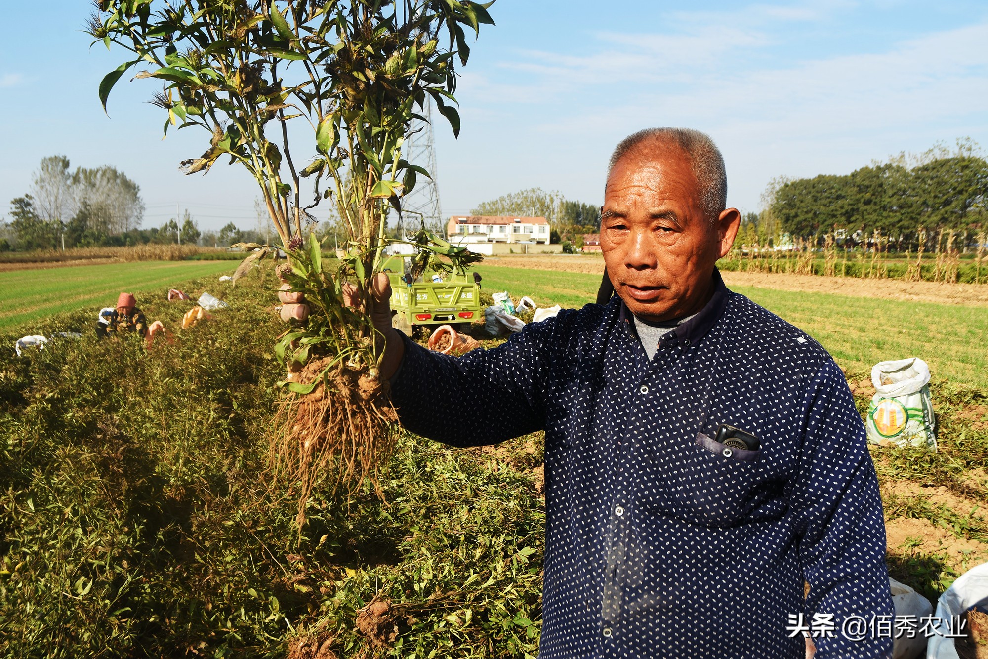 种植中药材背后的暴利的骗局,中药材种植致富经历