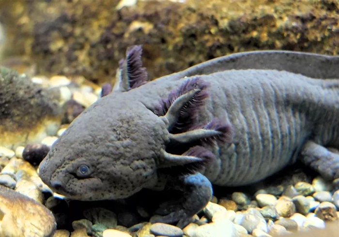 六角恐龙宠物,宠物六角恐龙