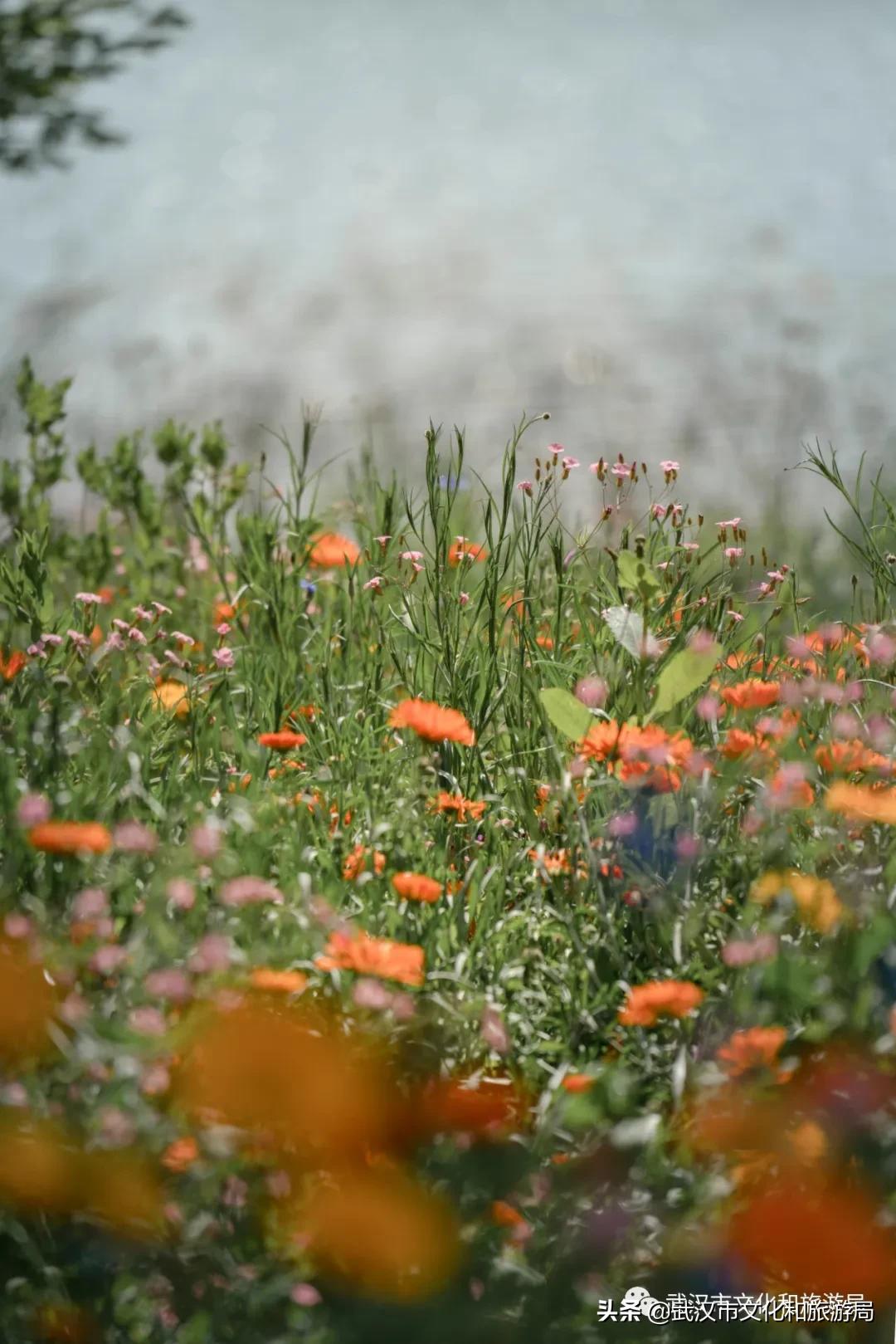 2019年4月武汉赏花攻略,武汉秋季赏花推荐最新