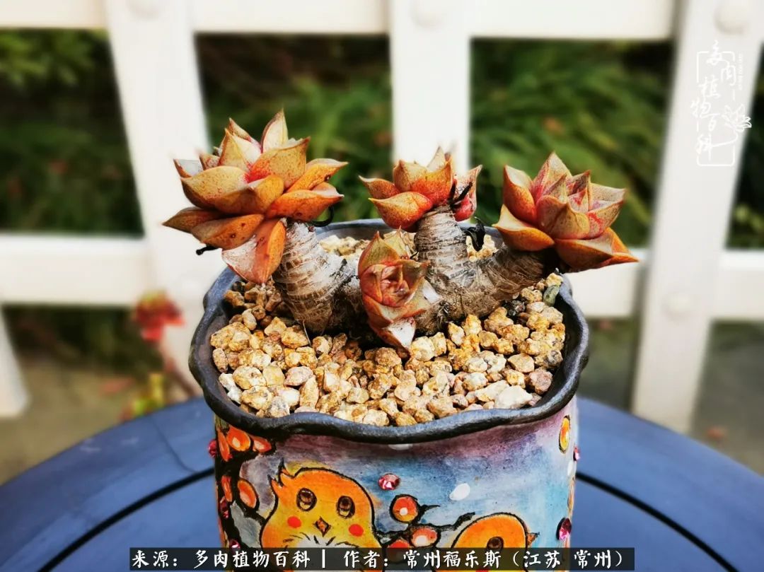 多肉是一处景物吗,多肉也有一道靓丽的风景