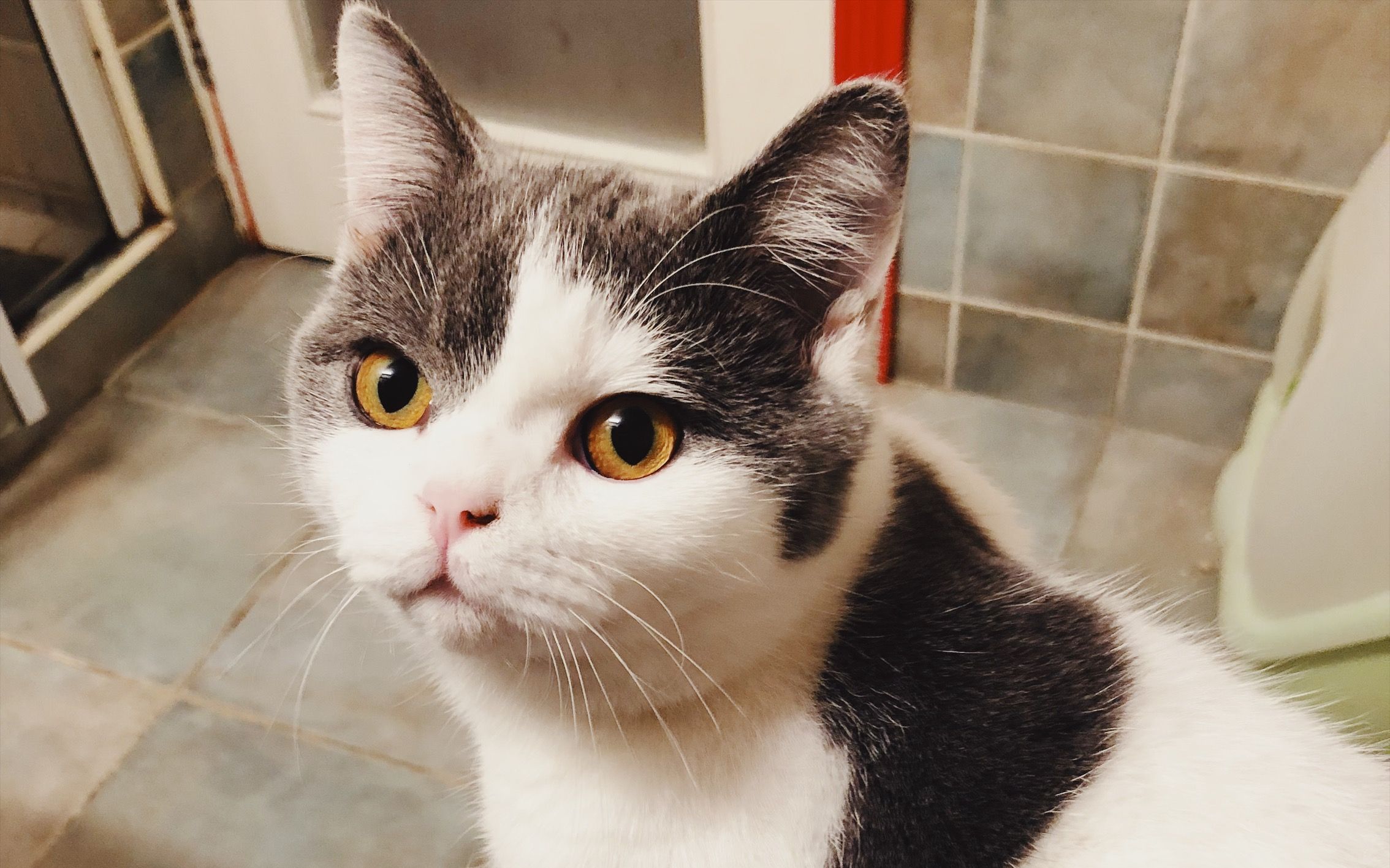 养猫技巧猫咪生活小常识猫咪饮食,如何让猫咪作息时间跟铲屎官一致