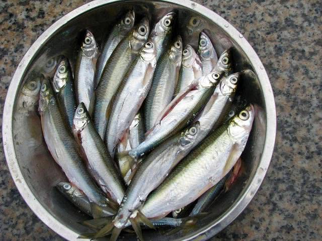 小杂鱼闹窝怎么搞,小杂鱼闹窝的最快解决方法