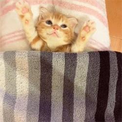 怎么预防猫咪尿道阻塞,猫咪尿道阻塞位置