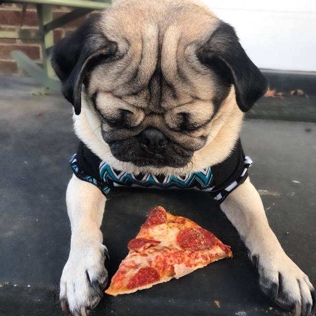 巴哥犬绝对不能吃的九种食物,巴哥犬是一次喂饱还是少食多餐