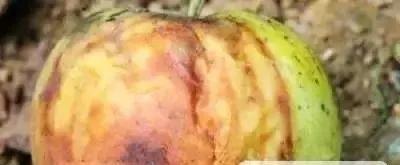 苹果树病虫害防治视频,苹果树病虫害全年防治大全