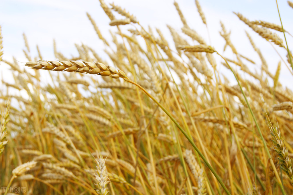 现在还会有粮食危机吗,现代还会有饥荒吗