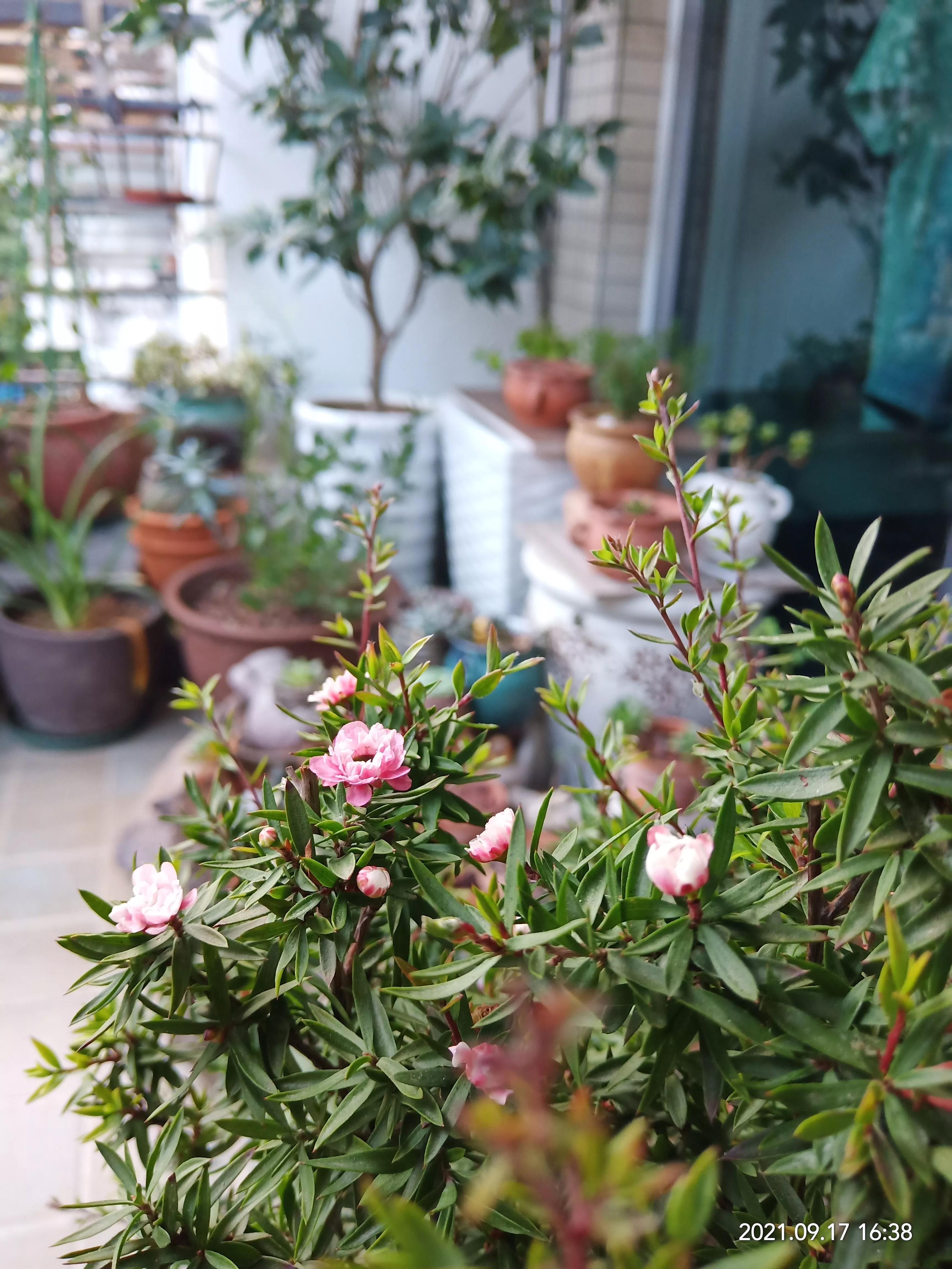 松红梅醒花方法,松红梅催花