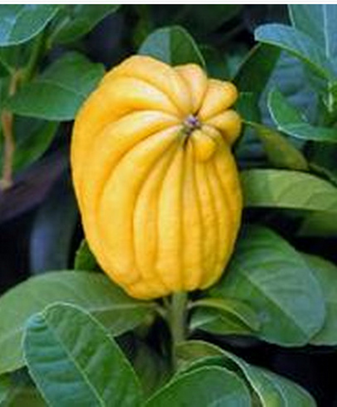 百种果子简介,百种果实图片