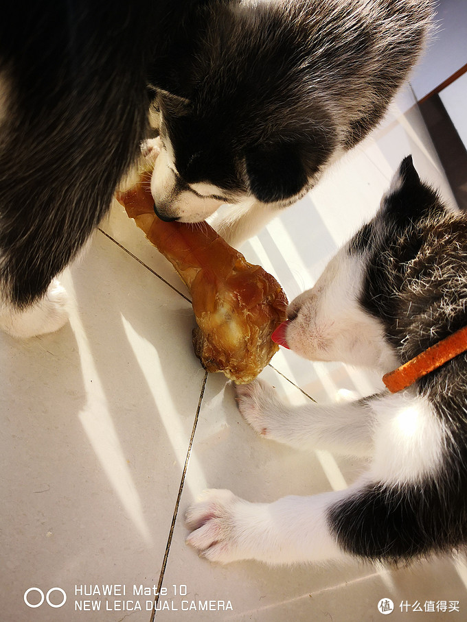 一次创世纪的生活体验—记哈士奇当妈妈