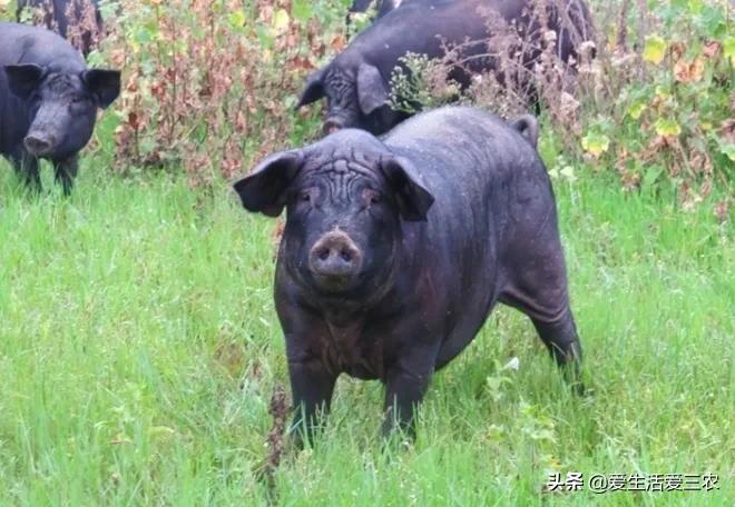 在农村做什么养殖业比较好,在农村适合做什么养殖业