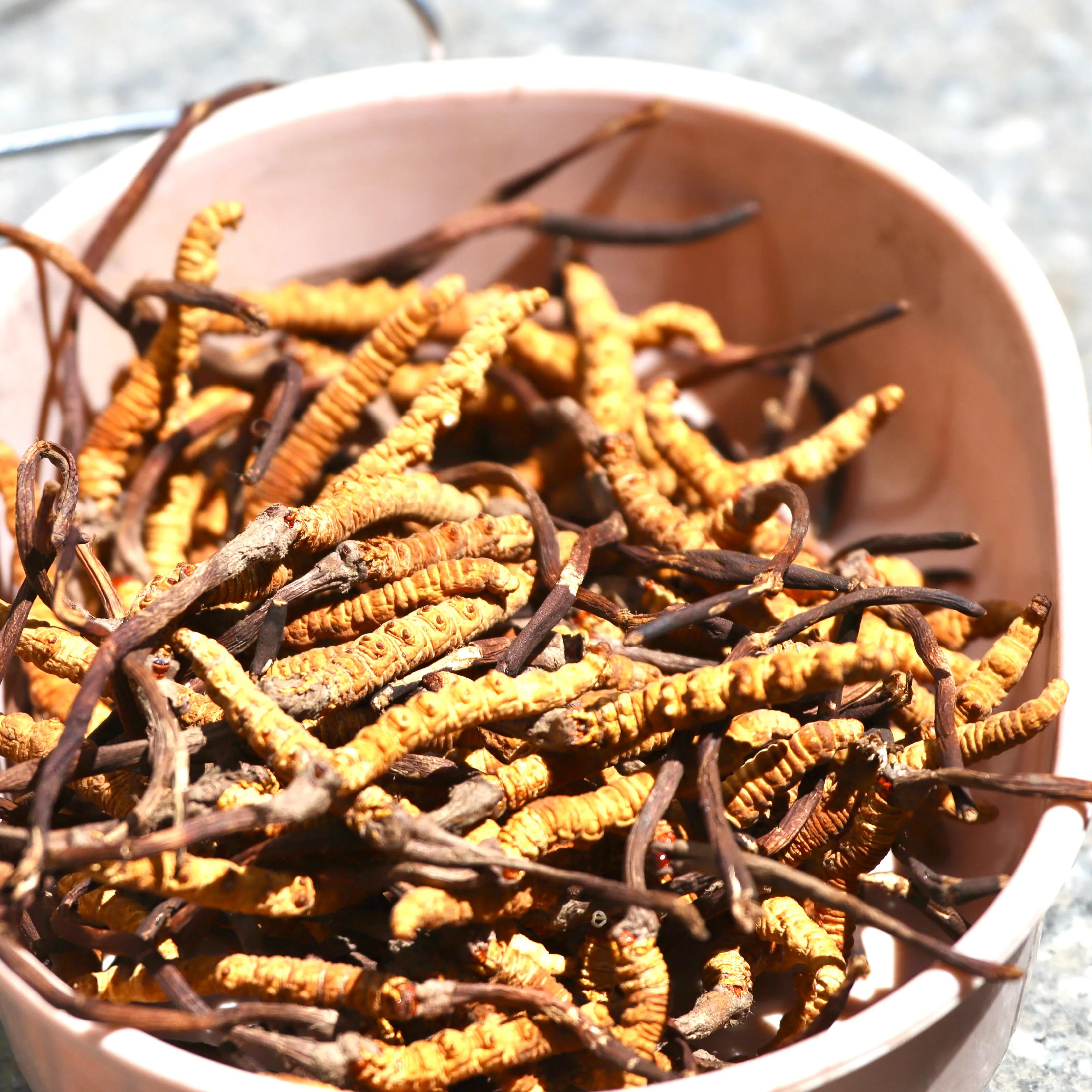 中国最大虫草市场,全国最大冬虫夏草集散地