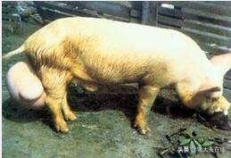 此病人畜共患，一旦得上就麻烦了