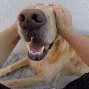 怎么正确的撸狗狗,怎么撸狗才能让狗狗更喜欢你