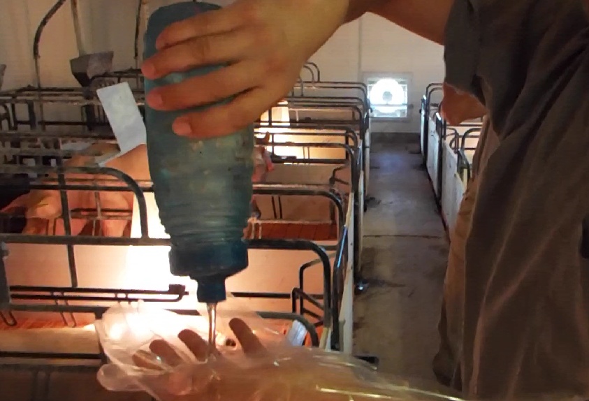 养猪母猪有炎症一招搞定,猪场常用7种母猪诱情措施