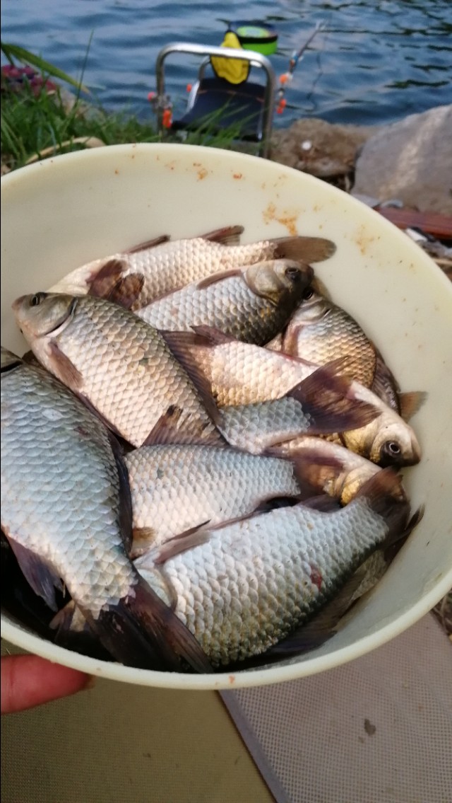 新手钓大鱼必会的技巧,不怕小鱼闹的饵