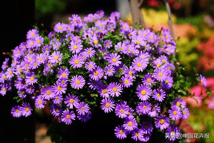 花园必备植物大全,花园常用植物科普