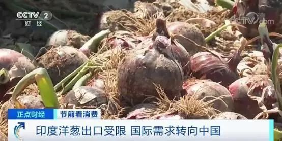 洋葱价格后期看涨,今年种洋葱行情怎么样