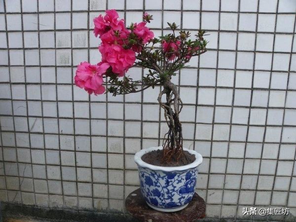 杜鹃斜飘式盆景制作过程,杜鹃盆景10种造型法