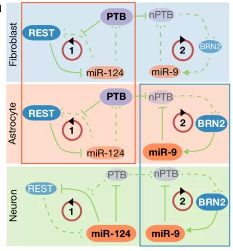 付向东神经元,付向东神经再生