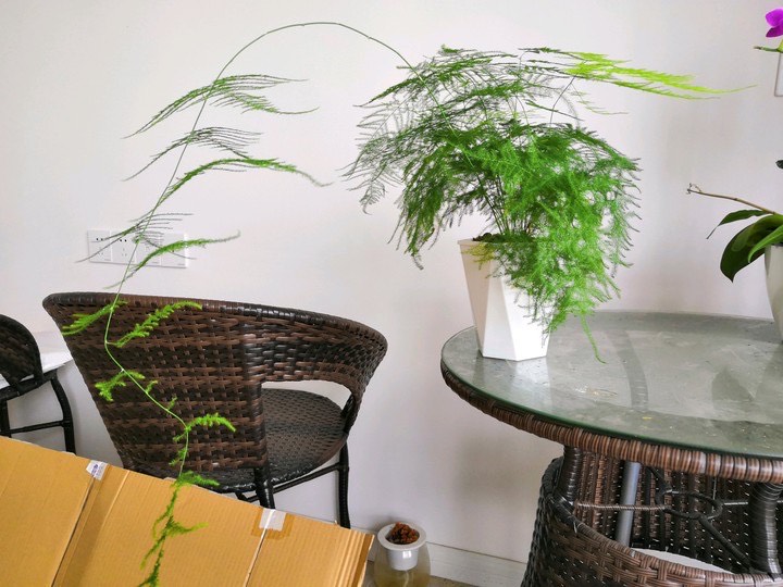 文竹黄叶一定要剪掉，做好“3件事”，新芽不停长，如层层翠云