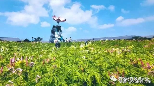 无锡哪里有看花海的景点,无锡秋季花海旅游景点