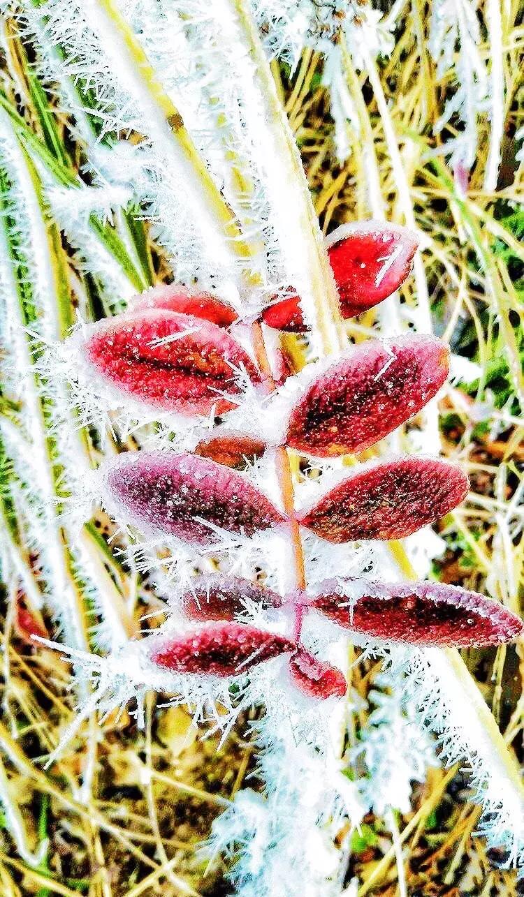 贵阳云雾山云海,贵阳云雾山雾凇旅游攻略