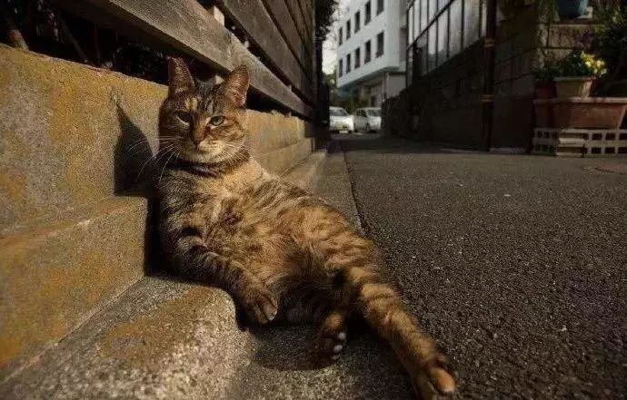 为什么猫咪在发情期间喜欢到处乱尿，并且气味比平时的尿液难闻？