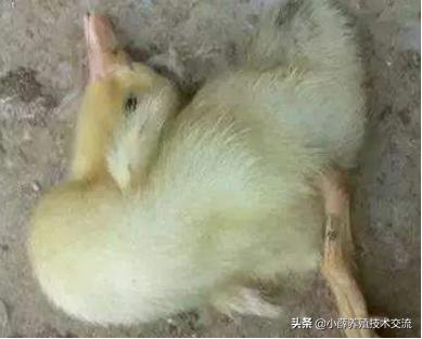 养殖小鹅生病怎么处理,小白鹅怎么养殖专业术语