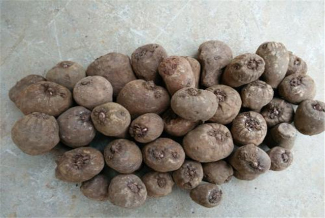 四川珠芽黄魔芋种植高产栽培技术,湖北珠芽黄魔芋种植高产栽培技术