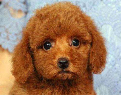 纯种泰迪犬都有5个特征,有这5种表现证明泰迪真的爱你