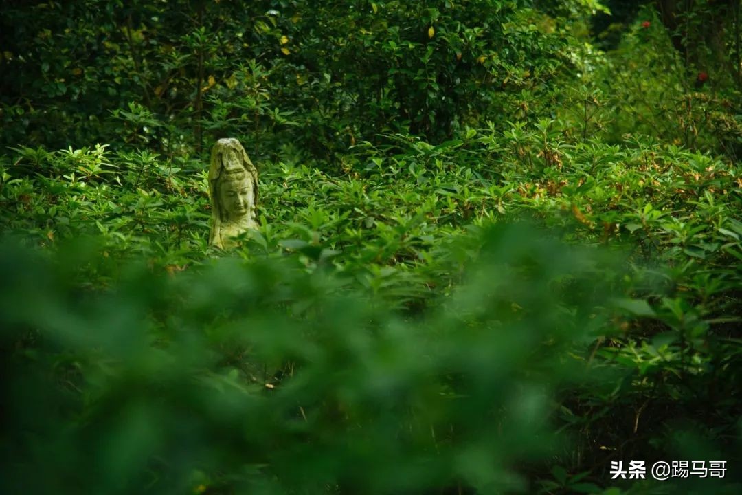 我向往的生活是什么样子短片,我向往的生活是怎么样的