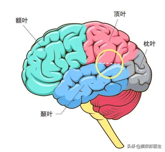 走进神秘的大脑世界：不同脑区损伤的临床表现（值得收藏）