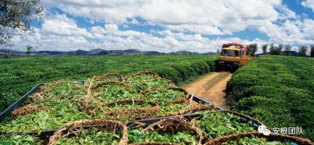 肯尼亚红茶的优缺点,茶人喝金骏眉好吗