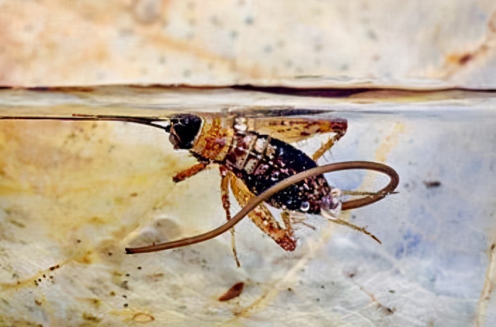 铁线虫会寄生人类吗,人类被铁线虫寄生会被控制吗