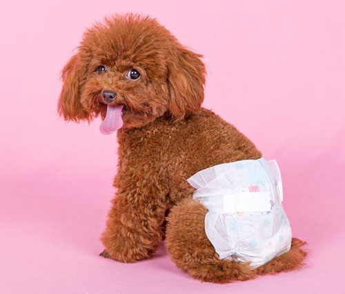 泰迪月经来了不吃东西,泰迪来例假20多天了