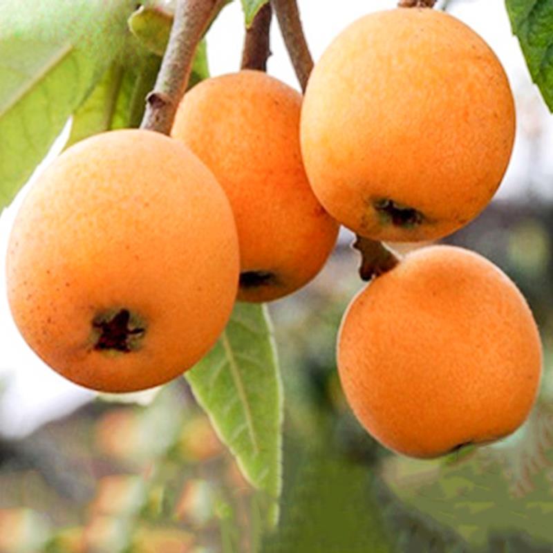 芒种种出新希望,芒种和幸福播种