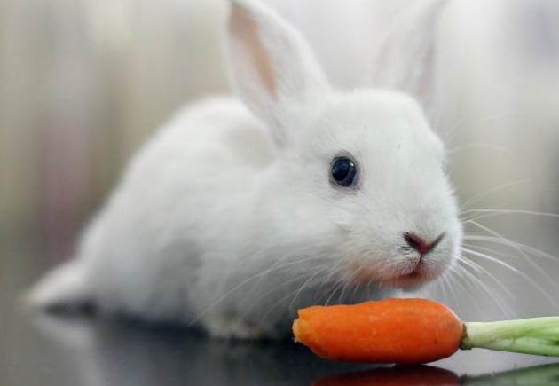 小兔洗澡真的会死吗,小兔洗澡不动怎么办