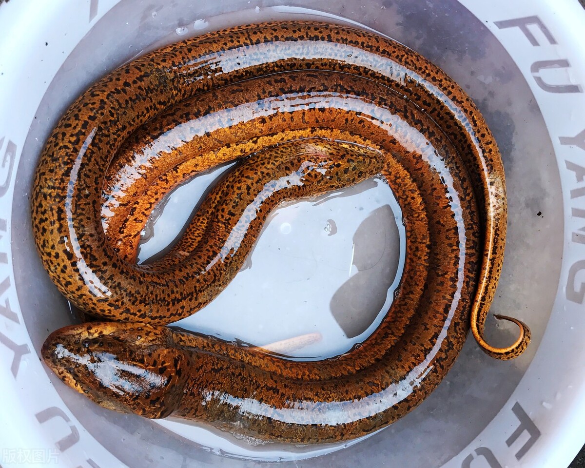 如何辨别海水鱼的公母,淡水鱼和海水鱼有什么区别