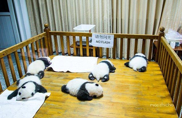 成都网红旅行攻略,四川成都新津最新网红打卡景点