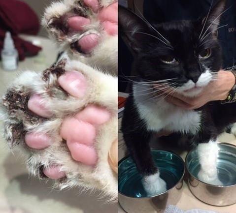 猫咪爪子被烫了怎么办,猫咪爪子被割伤怎么处理
