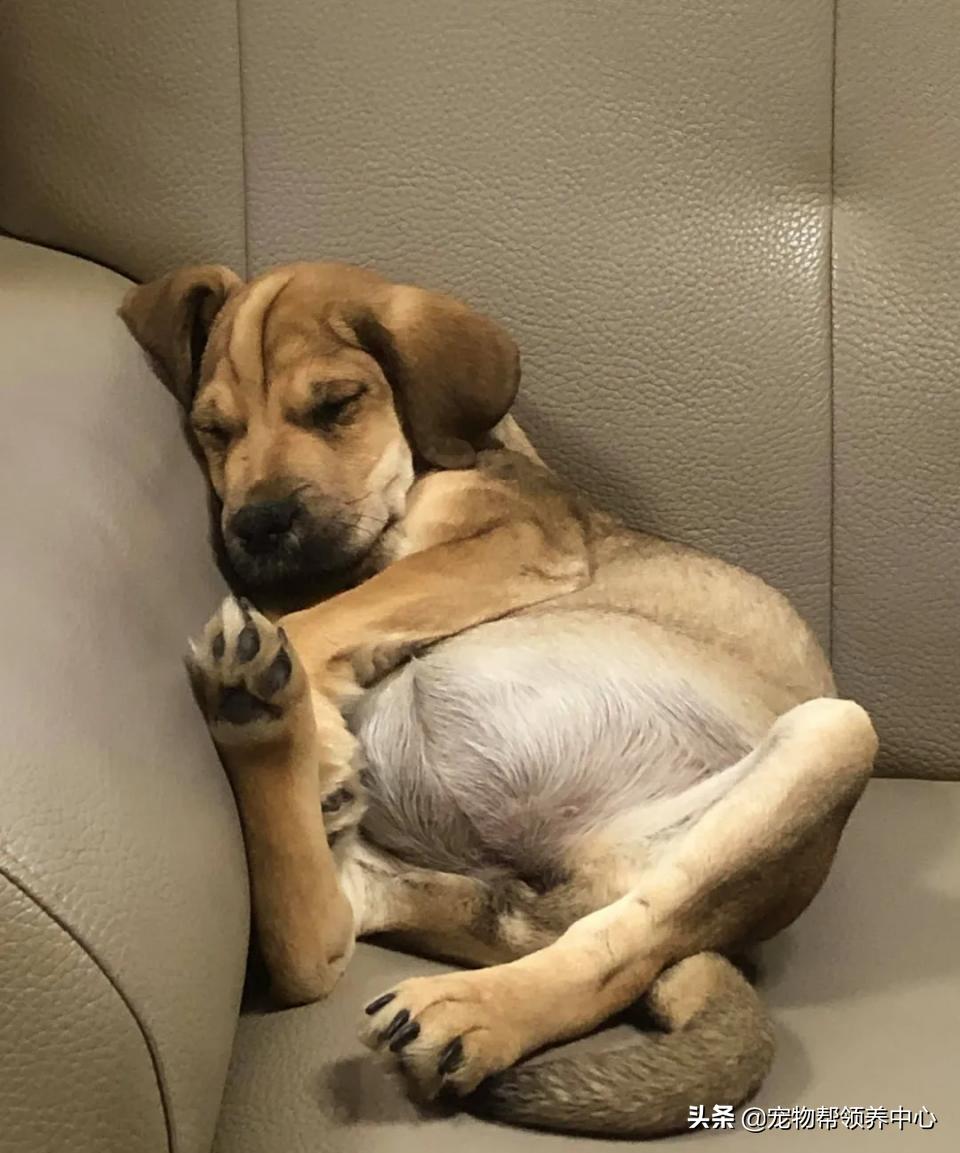 20天的小狗腹胀拉稀正常吗为什么,小狗有肠炎饿一天有事没