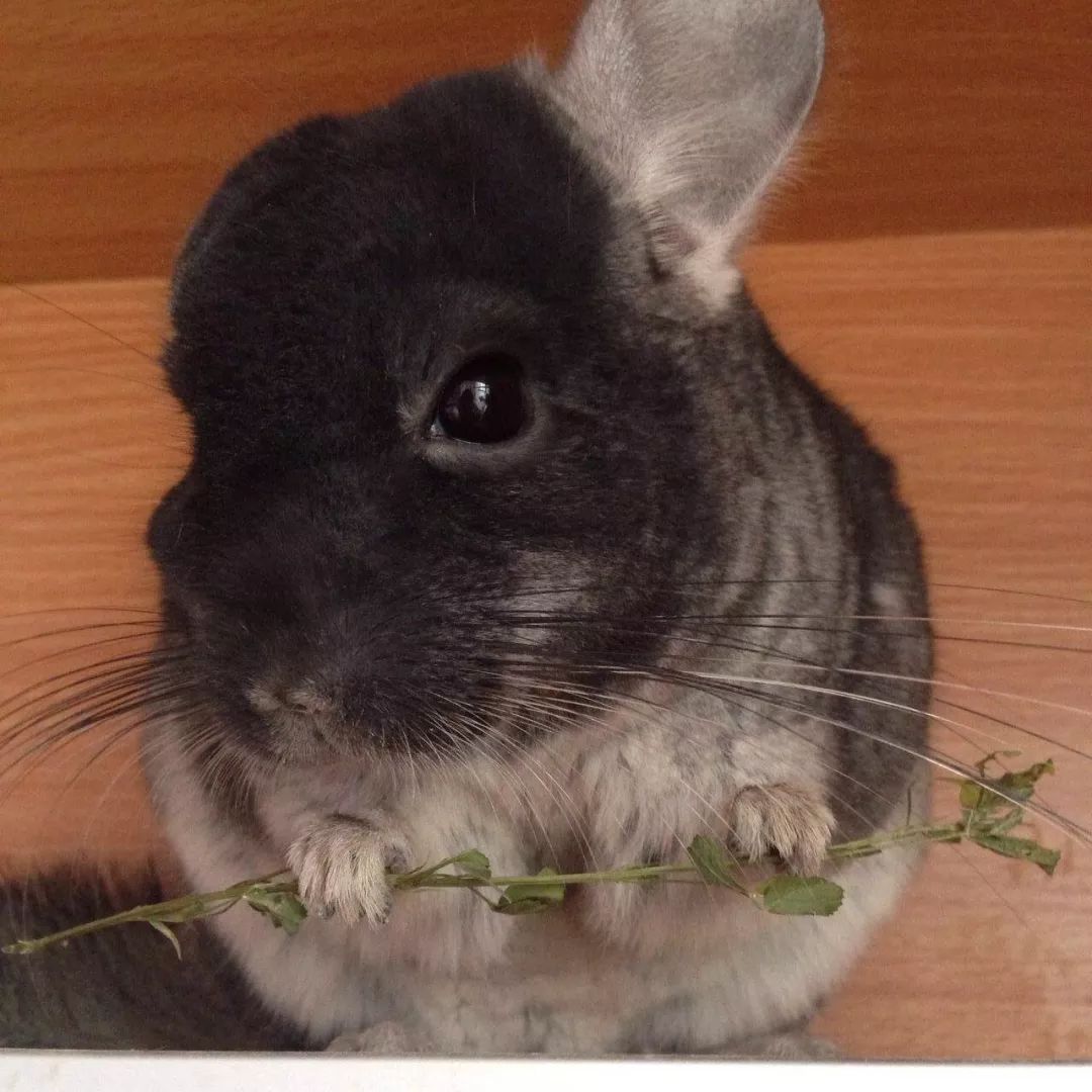 一只鸭子一万五元,一只鸭子一万多