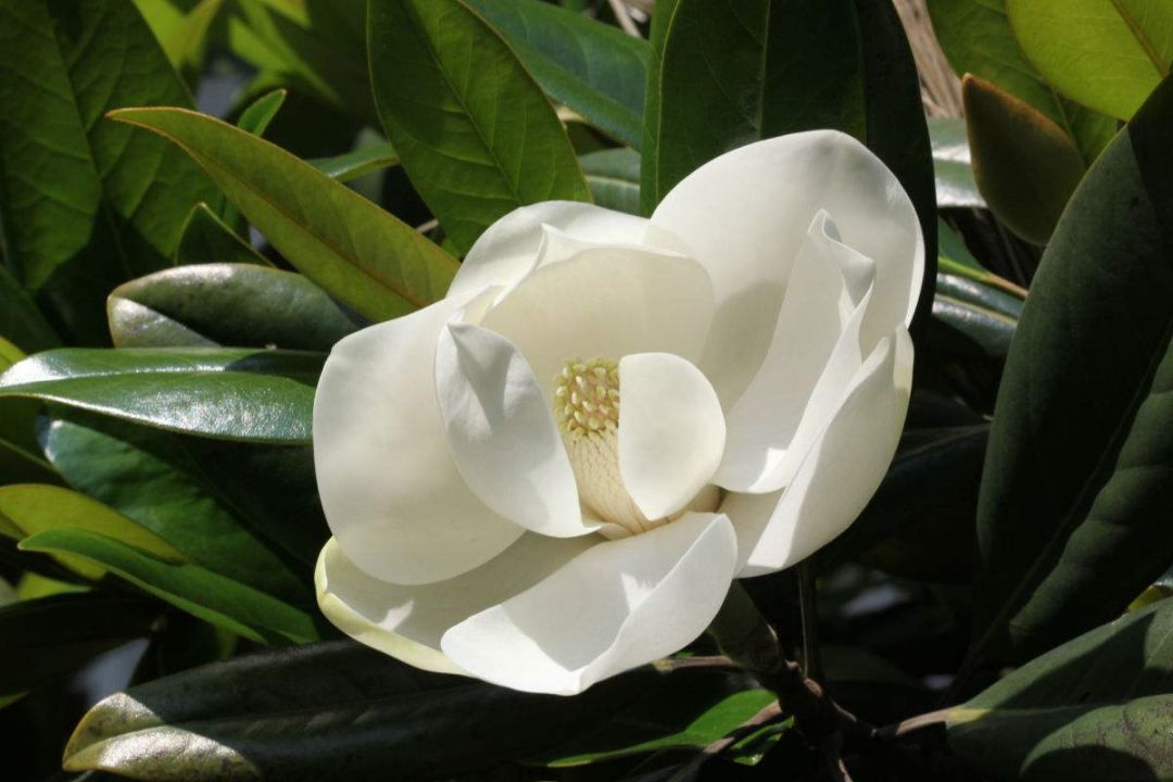 木兰花冬季养护,木兰花平时养护