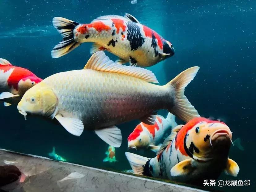 锦鲤饲料育成搭配什么的好,锦鲤鱼夏季饲料