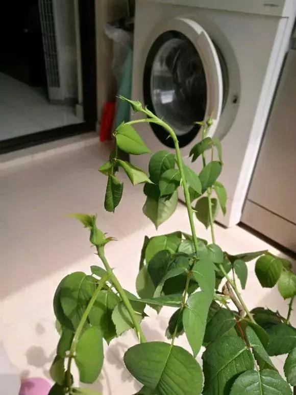 花儿蔫得快怎么回事,花儿都蔫儿了怎么办