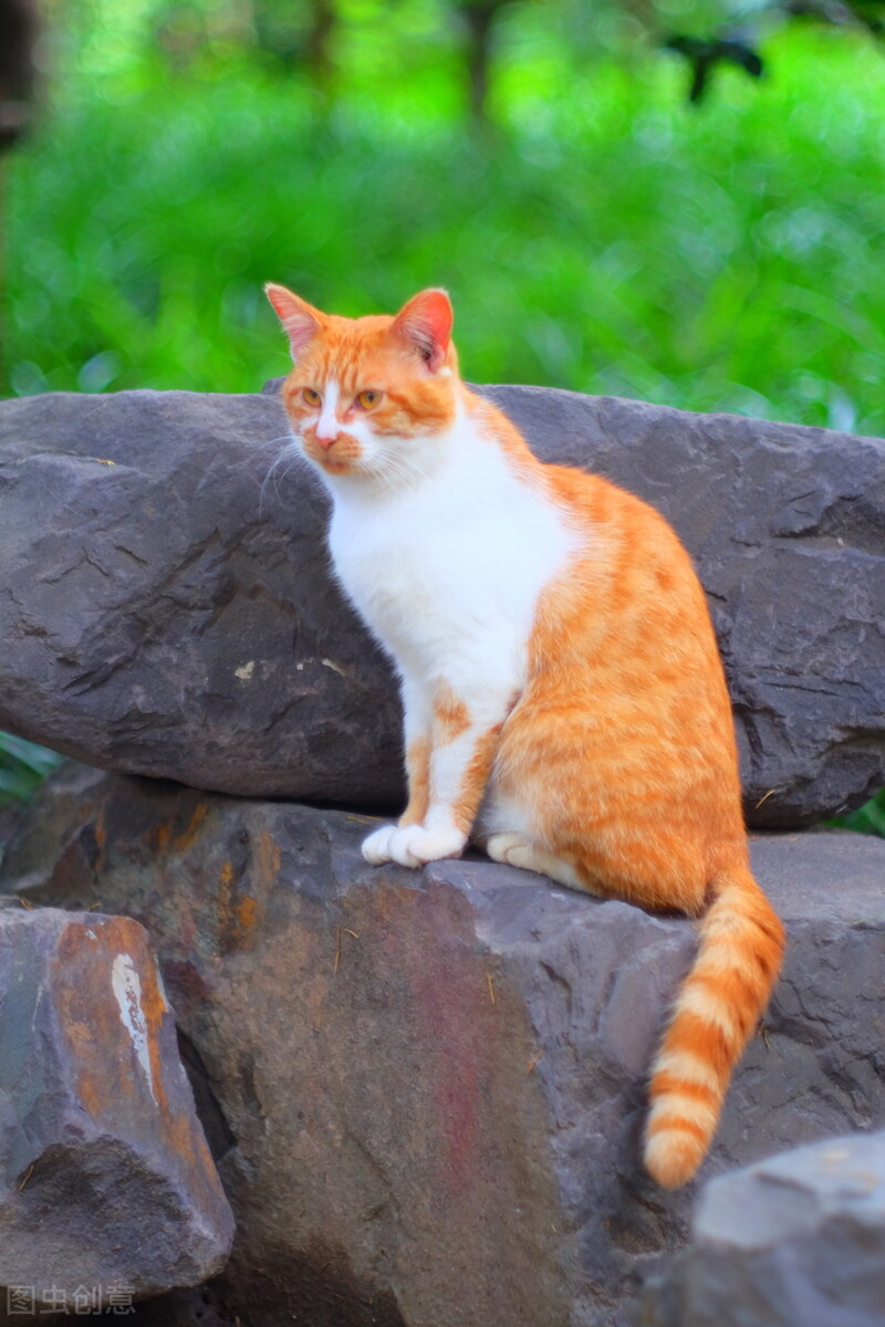 涓崕鐢板洯鐚彜浠ｇ殑闆呯О鏈夊濂藉惉,甯歌鐨勪竷绉嶄腑鍗庣敯鍥尗闆呯О