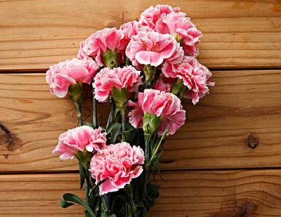 盆栽康乃馨需要什么肥料怎么使用,专家讲解康乃馨施肥的正确方法